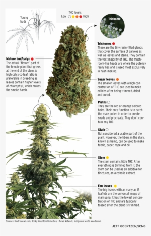 Can You Name The Parts Of The Cannabis Plant That Contain