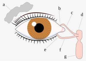 Eyes Crying Png Clip Art Black And White Library - Tear System