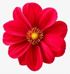 Dahlia Flower Png Transparent Image - Flower Png