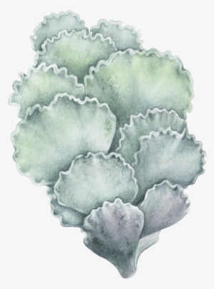 Cotyledon Undulata - Cauliflower