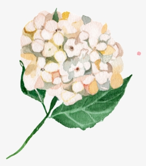 White Watercolor Hand Painted Hydrangetransparent Png - Watercolor Painting