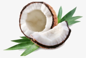Coconut Clipart Transparent Tumblr - Coconut Png