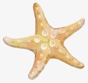 Starfish Clipart Png - Clip Art Starfish Png