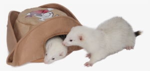 Pirate Hat - Marshall Pet Products Pirate Hat