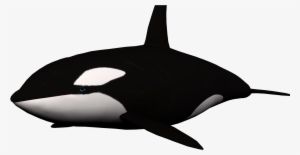 Download - Killer Whale Png Transparent