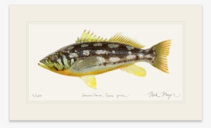 Watercolor Painting Guitar Drawing Canvas Vector - Kelp Bass