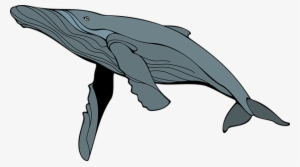 Whale Gray Mam Mammal Animal Sea Marine Wi - Humpback Whale Clipart