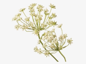 Queen Annes Lace - Queen Anne's Lace Png