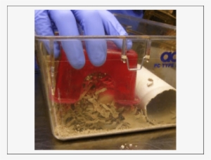 Installing Environmental Enrichment - Guinea Pig