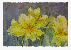 Yellow Double Tulips - Lily