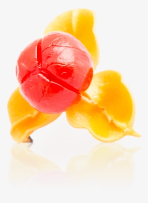 Celastrus Paniculatus - Gelatin Dessert