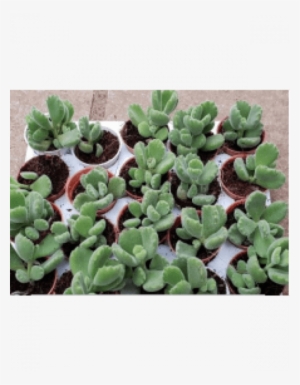 Bear Paw Live Succulent Plants With Plastic Pot - Succulent Plant