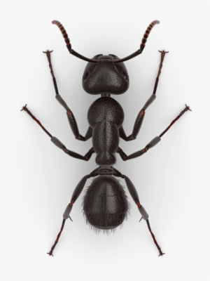 Odorous Ants Vs Carpenter Ants