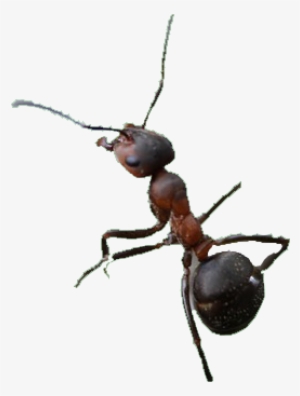 How Can Eastern Pine's Pest Control Service Help With - Carpenter Ant