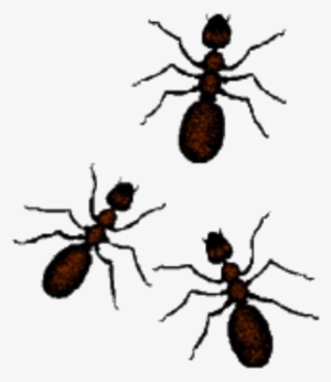 Ants Clipart Easy - Arthropod Arthropod Arthropod Square Sticker 3" X 3"