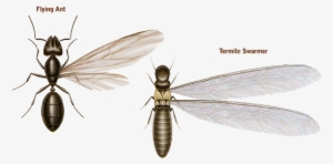 Ants Vs - Termites - Termites Vs Ants