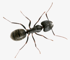 Do Carpenter Ants Bite