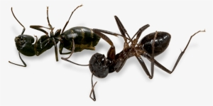 Hamilton Pest Is The Only - Transparent Pest