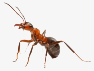 Ant Cutout 2 - Queen Ant With Crown