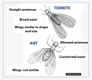 Difference Between Winged Carpenter Ants And Winged - Termite Princess