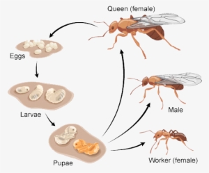 The Lifecycle Of Ants Is Based On 4 Stages Of The Development - Long Do Ants Live