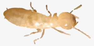 Termites Are Generally White, Almost Translucent And - Termite