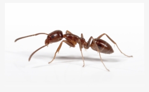 Locally Owned And Operated - Giant Ants California