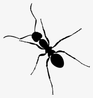 Free Ant - Black Ant Png