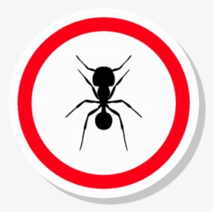 Ants - Ant