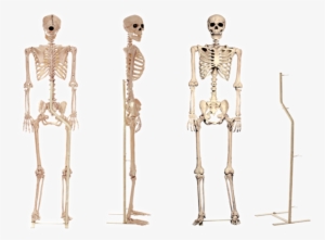 Prop Skeletons - Crazy Bonez Pose-n-stay Skeleton Stand