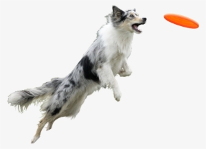 Banner Black And White Chien Et Entourage Pinterest - Dog With Frisbee Transparent Background