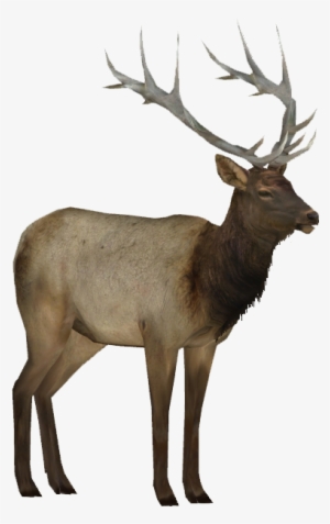 55, January 26, 2015 - Elk Png
