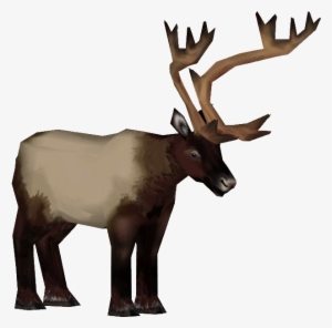 Roosevelt Elk M - Roosevelt Elk