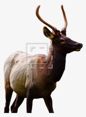 Elk