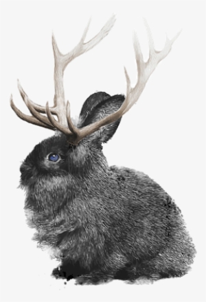 Bunny Elk Png 600px - Rabbit