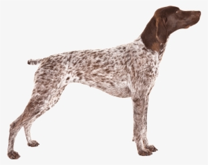 A German Shorthaired Pointer - German Shorthaired Pointer