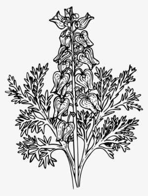 Asian Bleeding-heart Pacific Bleeding Heart Bleeding - Flor Corazon Sangrante Dibujos