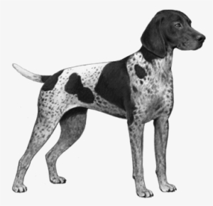 German Shorthair Pointer - German Shorthaired Pointer Png