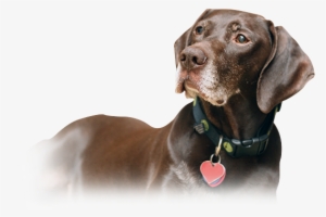 German Shorthaired Pointers Are Known For Their Intelligence, - German Shorthaired Pointer Png