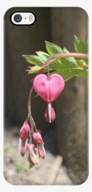 Bleeding Heart - Pacific Bleeding Heart