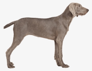 Appearance Of Pointer - Pointer Dog Breeds