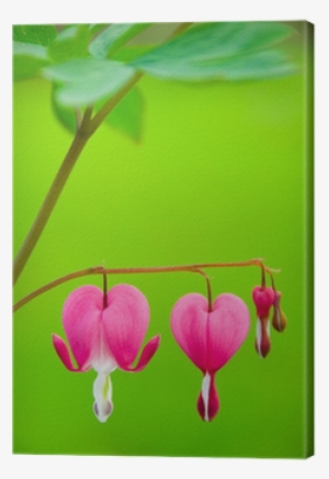 Bleeding Heart Flower - Evangelio 2016:comentado Día A Día - Manglano, José