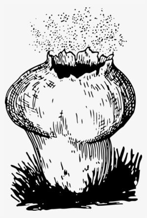 Png Black And White Download Fungi Drawing Bleeding - Puffball Clipart