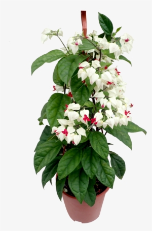 Vine