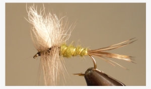 Colorado Green Drake - Insect