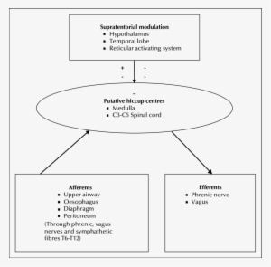 Physiology Of Hypothetical Hiccup Reflex Arc - Hiccup Arc