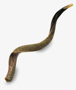 Picture Of Great Kudu Shofar - Extra Large Yemenite Shofar - Half Polished Half Natural