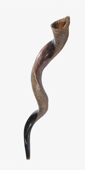 Xxl Yemenite Shofar - Kudu