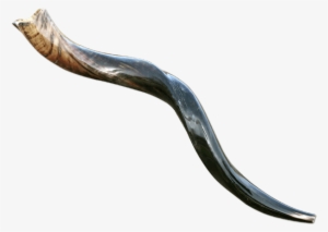 Medium Yemenite Shofar - Shofar Yemenite 25
