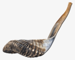 Rare Shofar From Israel - Shell
